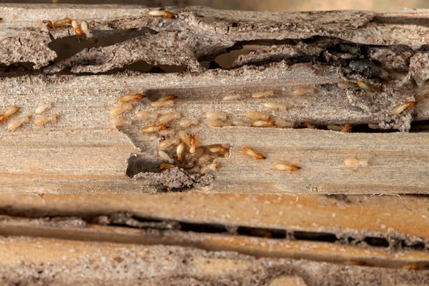 Best Termite Control Services  in Adel, GA